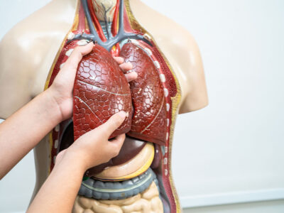 Fundamentos Anatómicos y Fisiológicos del Aparato Circulatorio y Respiratorio para Técnico en Farmacia y Parafarmacia