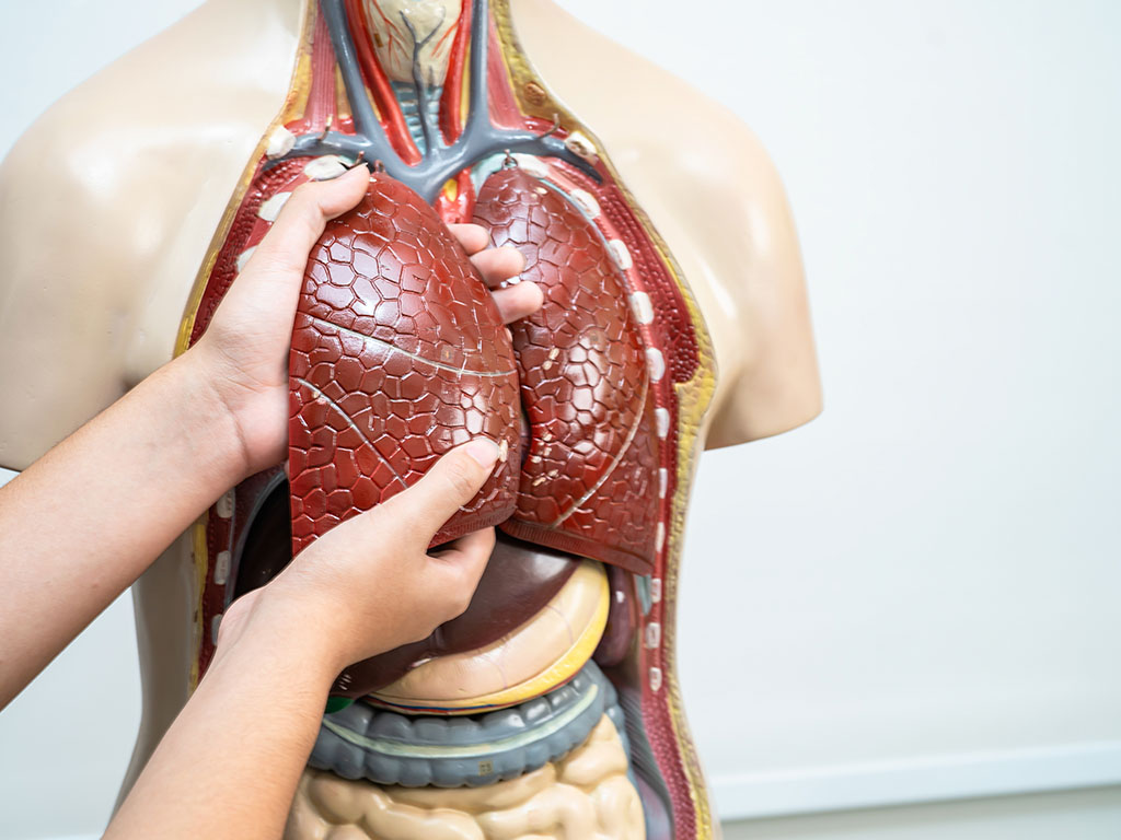 Fundamentos Anatómicos y Fisiológicos del Aparato Circulatorio y Respiratorio para Técnico Superior en Laboratorio Clínico y Biomédico