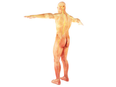 Fundamentos Anatómicos y Fisiológicos del Aparato Nervioso para Técnico Superior en Laboratorio Clínico y Biomédico