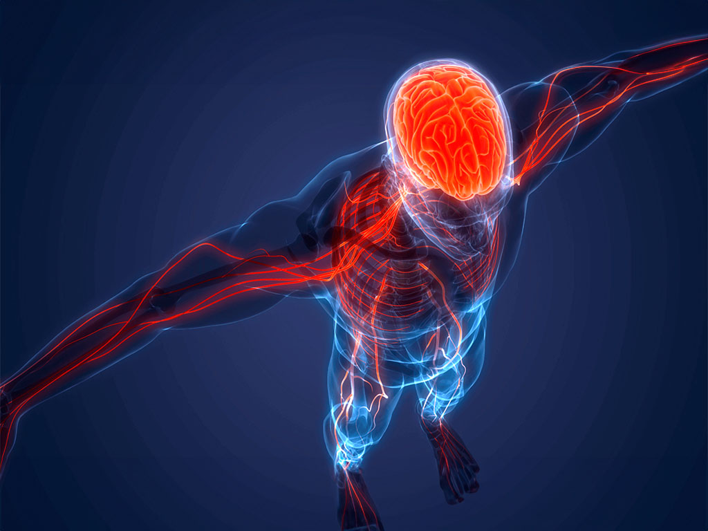 Fundamentos Anatómicos y Fisiológicos del Aparato Nervioso para TCAE