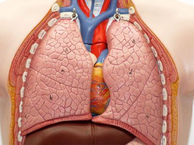 Fundamentos Anatómicos y Fisiológicos del Aparato Circulatorio y Respiratorio para TES