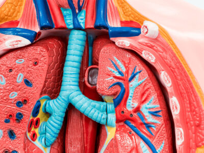 Fundamentos Anatómicos y Fisiológicos del Aparato Circulatorio y Respiratorio para TCAE