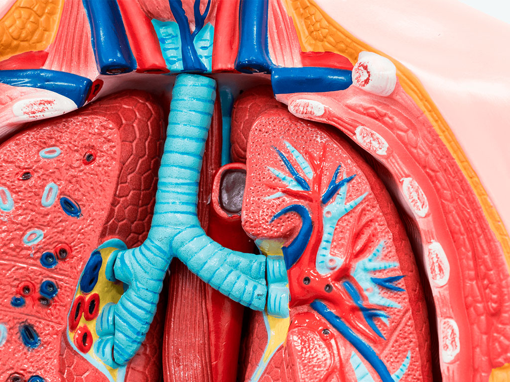Fundamentos Anatómicos y Fisiológicos del Aparato Circulatorio y Respiratorio para TCAE