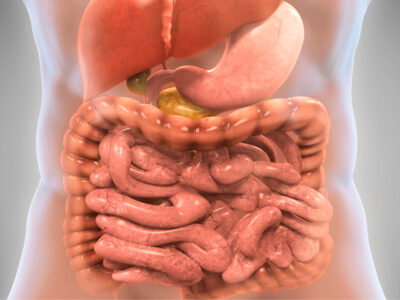 Fundamentos Anatómicos y Fisiológicos del Digestivo y del Sistema Urinario para Técnico Superior en Laboratorio Clínico y Biomédico
